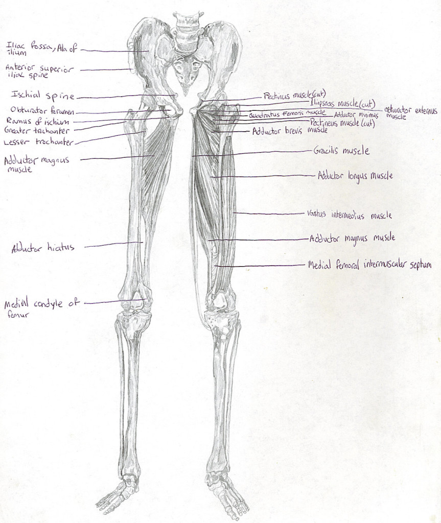 leg - posterior