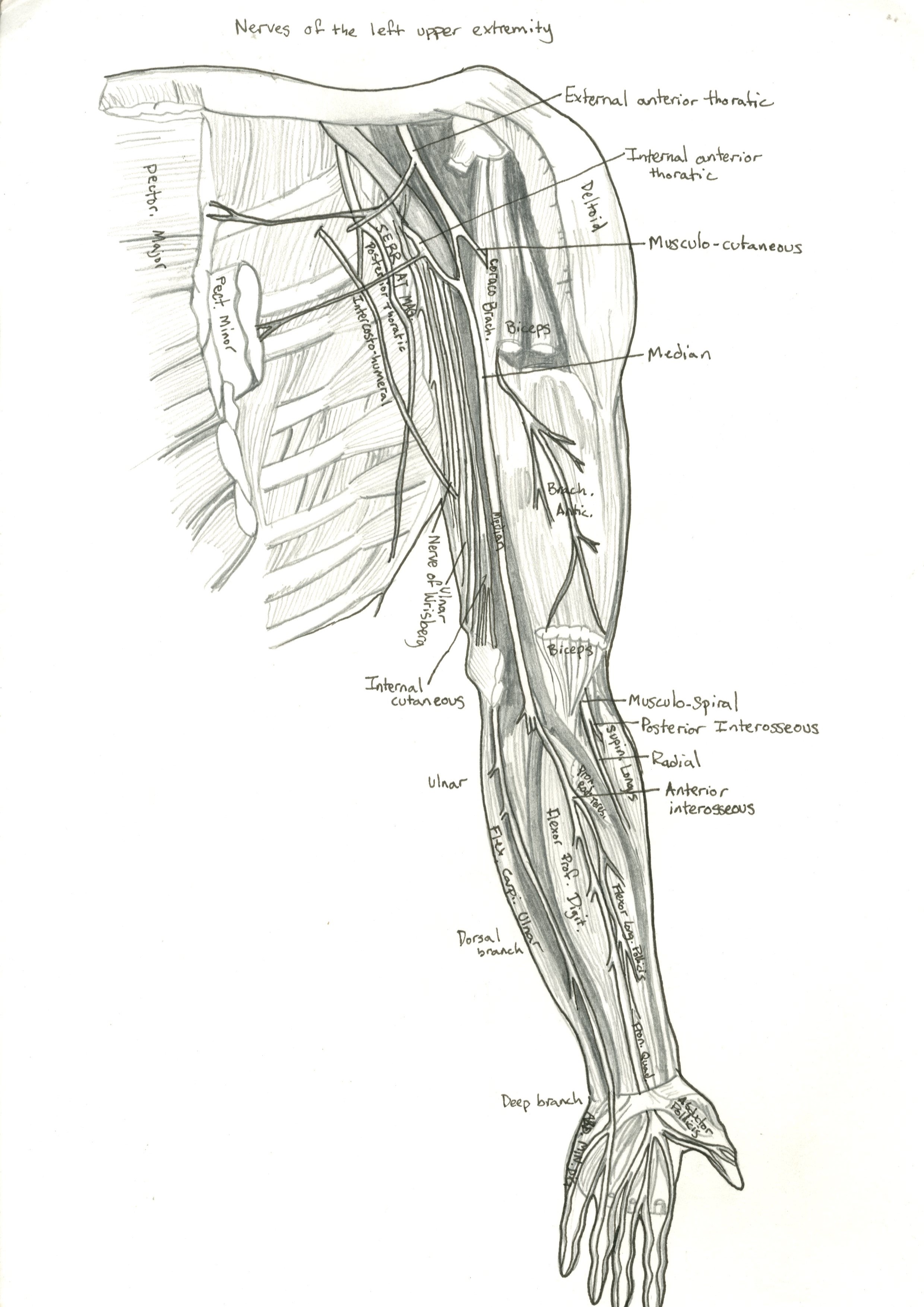 nerves of the upper left extremity